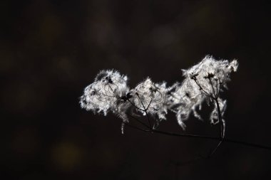 Clematis Vitalba, yaşlı adamın sakalı, kışın gezginin neşe çalısı, yumuşak çiçek, İspanya