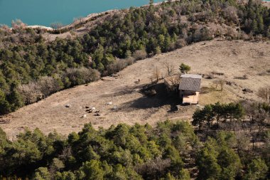 Aerial view with grazing cows on pasture in winter, Catalonia,  Spain