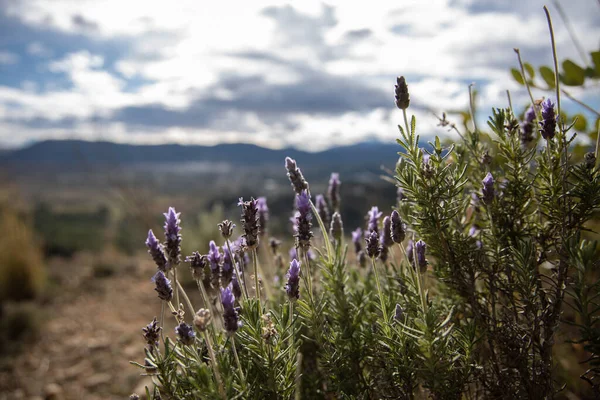 Wild Purple Lavender Flowers Growing Mountain Spain — Stockfoto