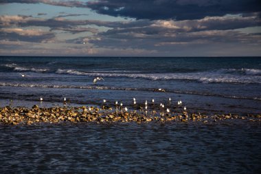 Gün batımında uçan martılarla sahilin manzarası