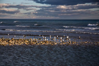 Gün batımında uçan martılarla sahilin manzarası