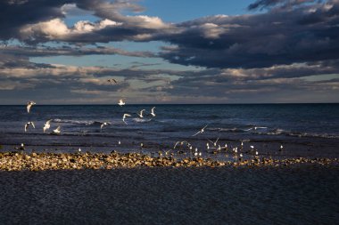 Gün batımında uçan martılarla sahilin manzarası