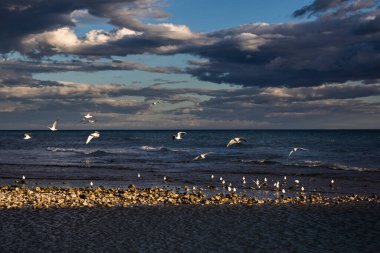 Gün batımında uçan martılarla sahilin manzarası