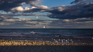 Gün batımında uçan martılarla sahilin manzarası