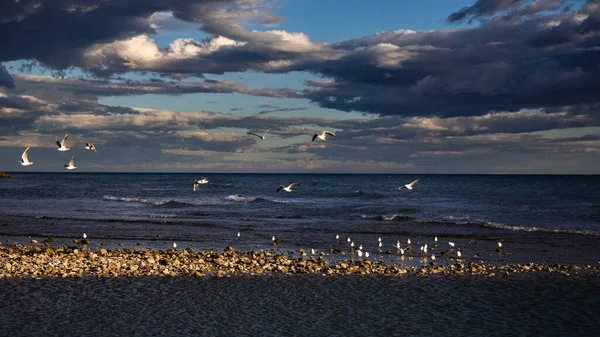 Gün batımında uçan martılarla sahilin manzarası