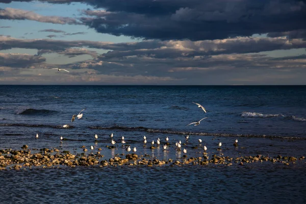 Gün batımında uçan martılarla sahilin manzarası