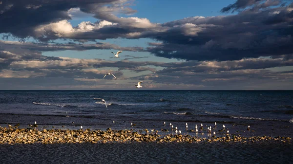 Gün batımında uçan martılarla sahilin manzarası