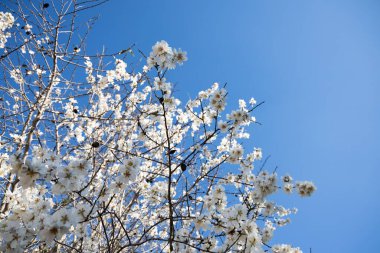 Beyaz badem çiçekleri mavi bir gökyüzüne karşı açardı. Badem çiçekleri açardı İspanya 'da, ilkbaharda, badem fıstığı çiçeklerle kaplanırdı.