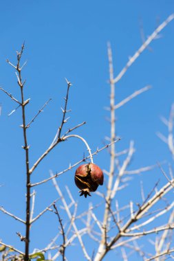 Ağaçta kurumuş bir nar, kışın arka planda mavi gökyüzü, İspanya