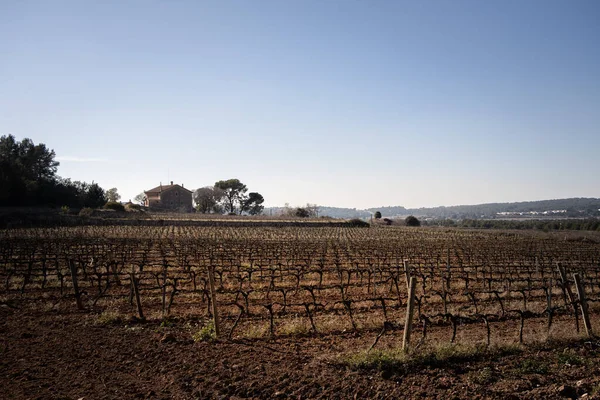 Winnica Sezonie Zimowym Hiszpanii Winiarnia Bez Winogron Bez Liści — Zdjęcie stockowe