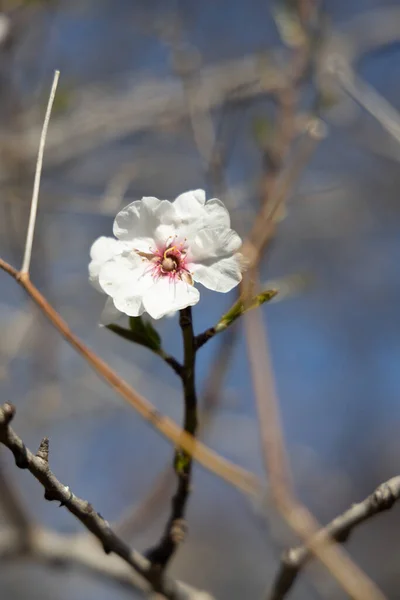 Flor Almendra Blanca Contra Cielo Azul Floración Vernal Flores Almendros — Foto de Stock