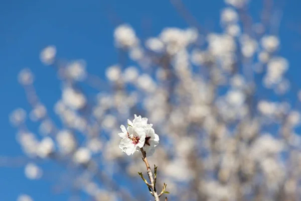 Білий Алмонд Квітка Блакитному Небі Весняна Квітка Мигдалевого Дерева Іспанії — стокове фото