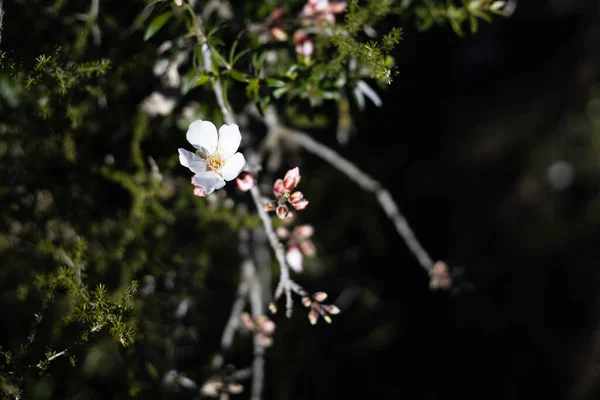 Flor Almendra Blanca Contra Cielo Azul Floración Vernal Flores Almendros — Foto de Stock
