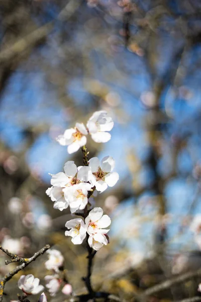 White Almond Blossom Flower Blue Sky Vernal Blooming Almond Tree — Stock Photo, Image