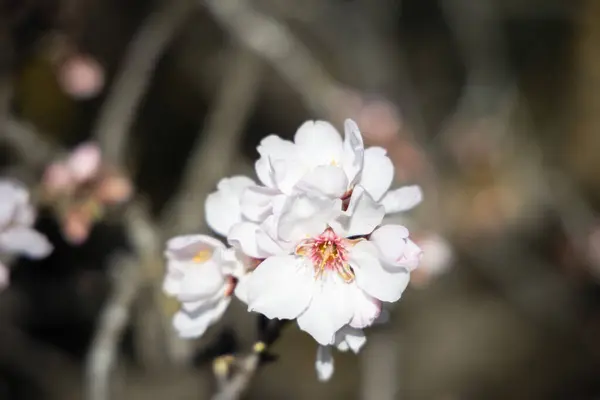 Biały Kwiat Migdałów Przeciwko Błękitnemu Niebu Wiosenne Kwitnienie Kwiatów Migdałów — Zdjęcie stockowe