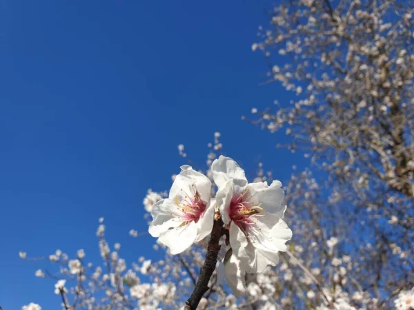 Білий Алмонд Квітка Блакитному Небі Весняна Квітка Мигдалевого Дерева Іспанії — стокове фото