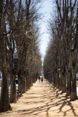 Baharda çıplak ağaçlarla dolu bir sokak, Calpe, İspanya