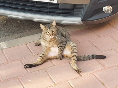 Gevşemiş şişman kedi sokakta yatıyor, akşamdan kalma hali, komik kedi, hayattan bıkmış, tembel kedi.