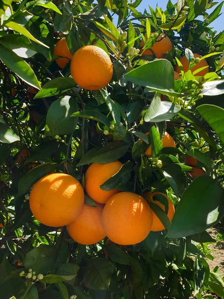 Ripe Oranges Growing Tree Valencia Spain — Foto de Stock