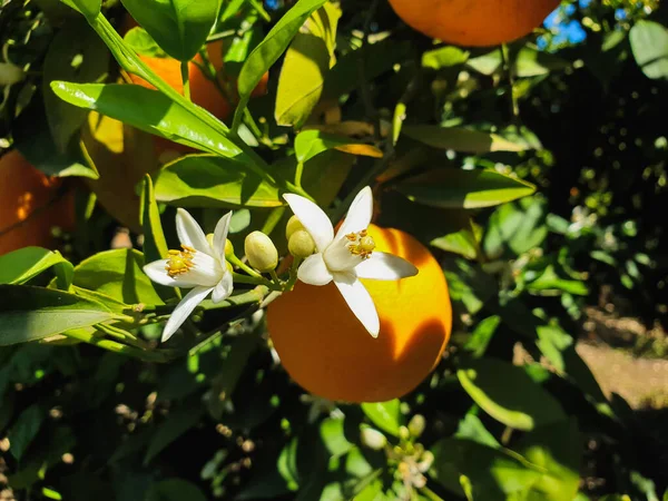 White Flowers Orange Tree Orange Blossom Valencia Spain — Foto de Stock