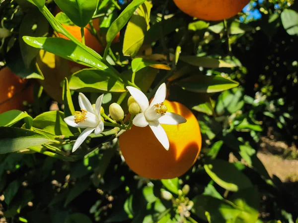 White flowers on orange tree, orange blossom in Valencia, Spain