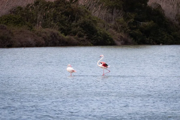 Spring Flirt Birds Flamingo Wildlife Love Calpe Spain — Photo