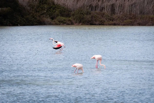 Ptaki Flaminga Szukające Pożywienia Salinach Calpe Hiszpania — Zdjęcie stockowe
