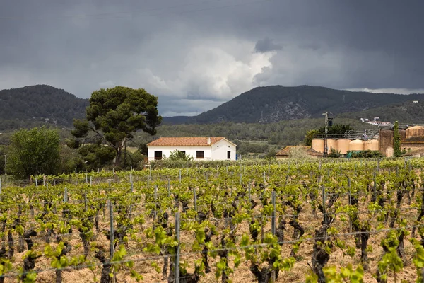 Vineyard Spring Rain Dramatic Sky Field Grape Vines Spain Lonely — Zdjęcie stockowe