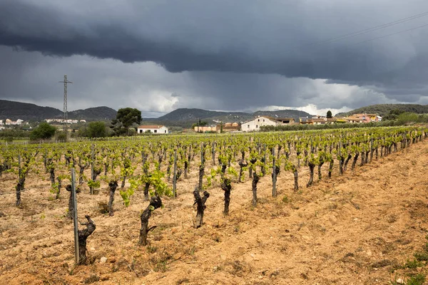 Vineyard Spring Rain Dramatic Sky Field Grape Vines Spain Lonely — Zdjęcie stockowe