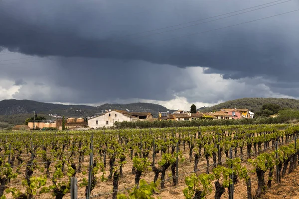 Vineyard Spring Rain Dramatic Sky Field Grape Vines Spain Lonely — Zdjęcie stockowe