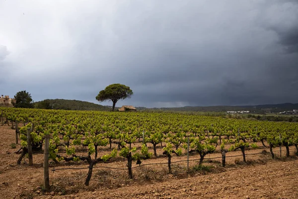 Vineyard Spring Rain Dramatic Sky Field Grape Vines Spain Lonely — Zdjęcie stockowe