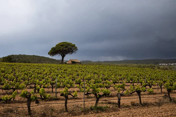 Vineyard Spring Rain Dramatic Sky Field Grape Vines Spain Lonely — стоковое фото