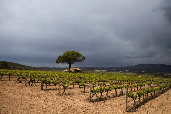 Vineyard Spring Rain Dramatic Sky Field Grape Vines Spain Lonely — стоковое фото