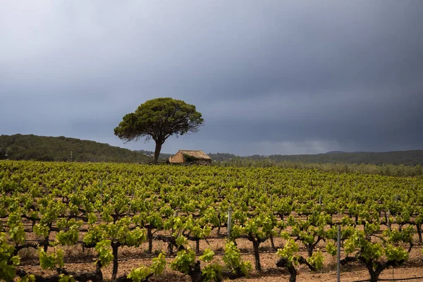 Vineyard Spring Rain Dramatic Sky Field Grape Vines Spain Lonely — Zdjęcie stockowe