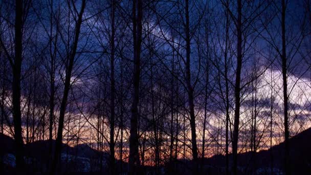 Silulettes d'arbres au fond mouvant, nuages en mouvement, belles couleurs après le coucher du soleil — Video