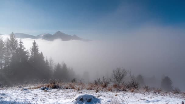 Инверсионные облака в зимнем пейзаже, движение тумана сквозь деревья — стоковое видео