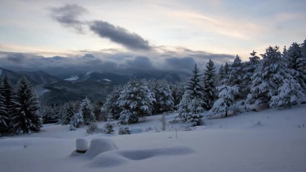 พื้นที่ฤดูหนาวบนภูเขา สปรูซเต็มไปด้วยหิมะ เมฆต่ําเคลื่อนผ่านท้องฟ้าตอนพระอาทิตย์ตก ดึก — วีดีโอสต็อก