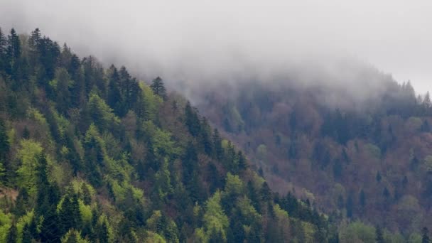 Green spring forest after rain, evaporating water from trees, cloud formation, European forest, — Stock video