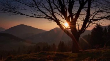 Tree at sunset in summer,sumptuous rural landscape. day to night transition.