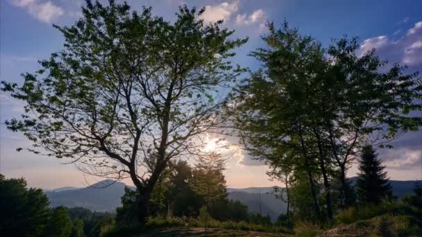 Árvores caducas em um dia ensolarado de verão. O sol brilha através das árvores. Nuvens no céu azul — Vídeo de Stock