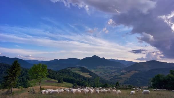 Owce wypas na trawiastych łąkach w pięknej scenerii górskiej — Wideo stockowe