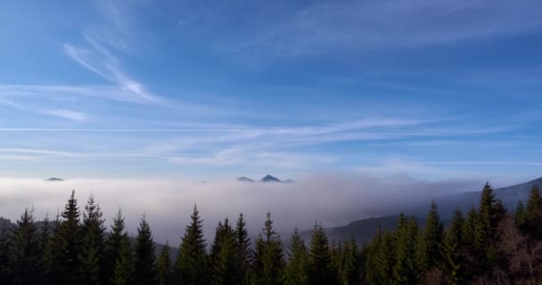 La nebbia si rovescia sulla foresta di abeti rossi nel udol.. Cielo blu con nuvole sottili. — Video Stock