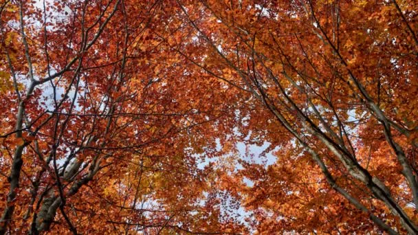 Árvores caducas no outono, cor do outono, folhas coloridas — Vídeo de Stock