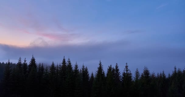 O nevoeiro derrama sobre a floresta de abeto pela manhã . — Vídeo de Stock