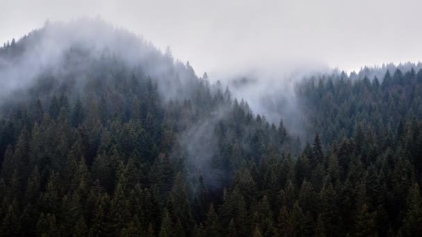 霧がスプルースの森の上に流出し、寒い雨の天気. — ストック動画