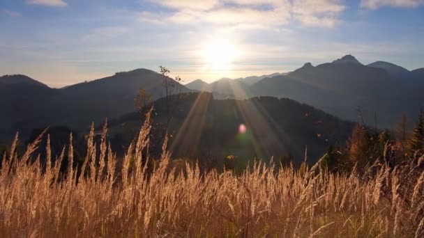 Sucha trawa w złotym świetle, promienie słońca oświetlają trawę. Górski karpacki krajobraz 4K — Wideo stockowe