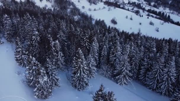 Flyger över snöträden. Skog täckt med snö. Skjuter med drönaren. Bergsområde. — Stockvideo