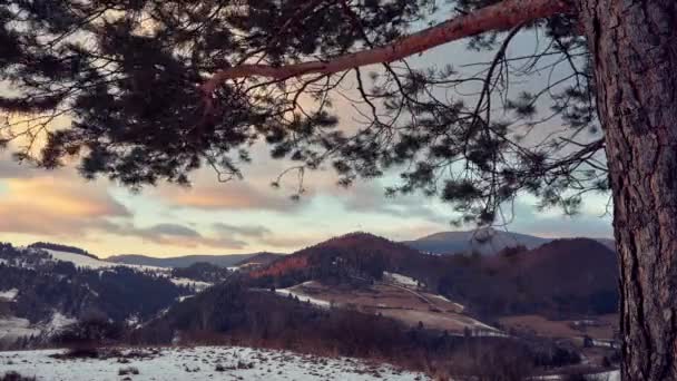 Ramas de árboles dobladas al viento, Paisaje invernal, Nubes en movimiento al bagre. Corteza de pino — Vídeos de Stock