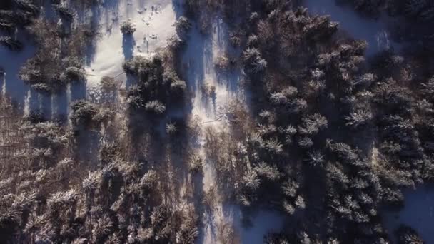 Widok z lotu ptaka zamarzniętego lasu z pokrytymi śniegiem drzewami zimą. Ślady, chodniki w śniegu. — Wideo stockowe