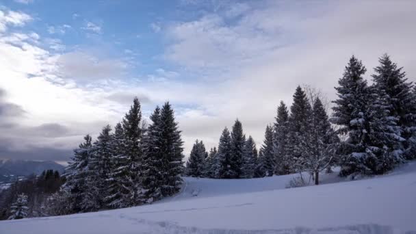 Árvores as montanhas dos Cárpatos de inverno. Neve-coberto abetos na luz do dia, nuvens em movimento — Vídeo de Stock